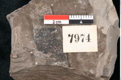 Foto (Detailansicht) von Quercus palaeoilex Ettingshausen (NHMW-GEO-2024-0188-7974)
